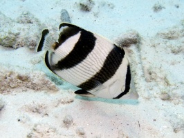 IMG 4022 Banded Butterflyfish